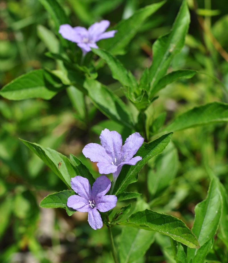 Carolina Wild Petunia (Ruellia caroliniensis)