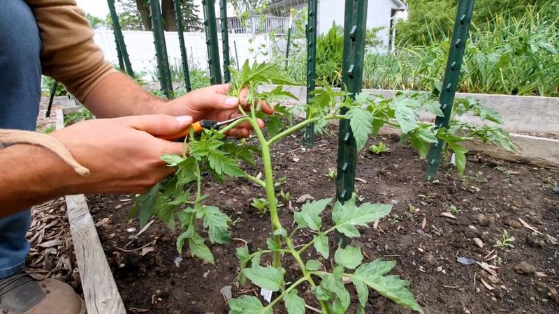 Treat earlier ripening as a possible tradeoff