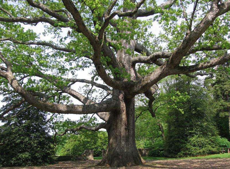 Protect the habitat that makes the oak useful