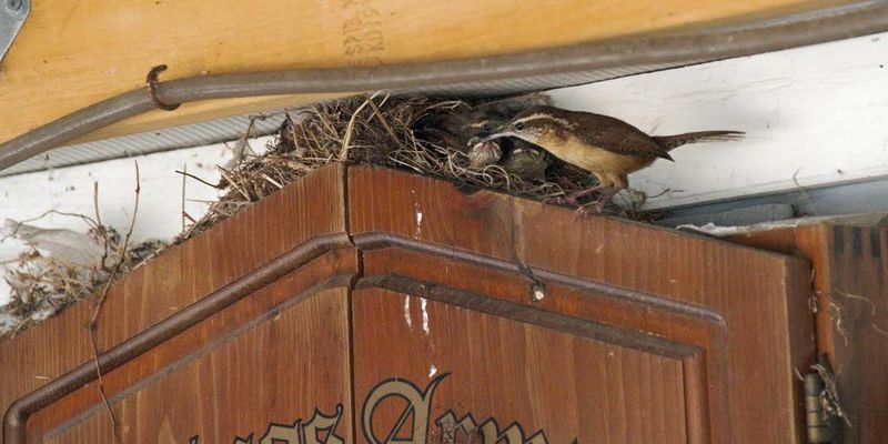 Protect the nest and limit your response
