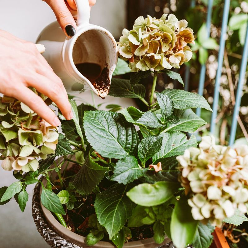 Recycle Your Coffee Grounds