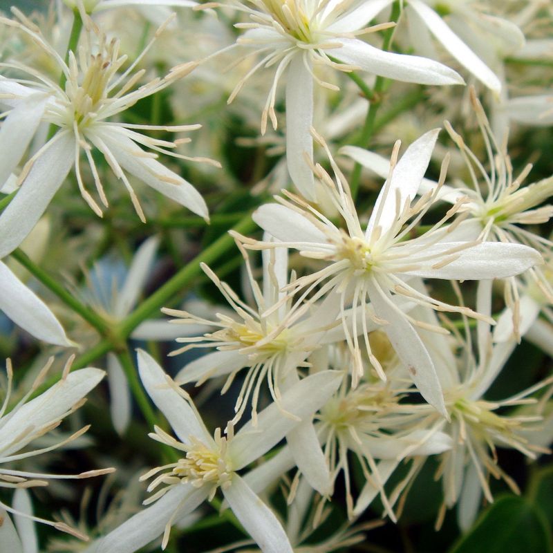 Clematis flammula