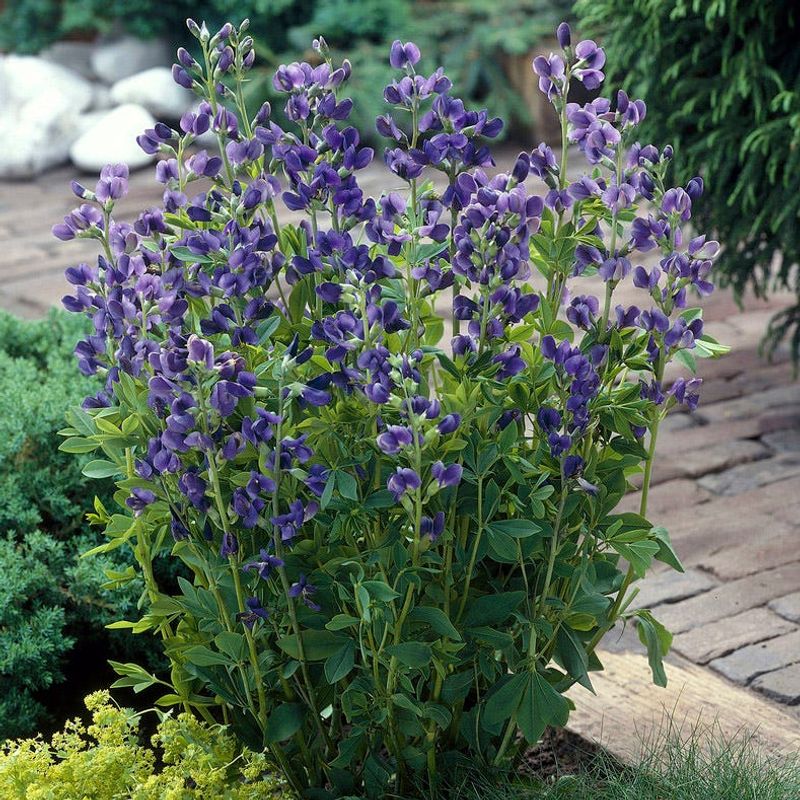 False Indigo
