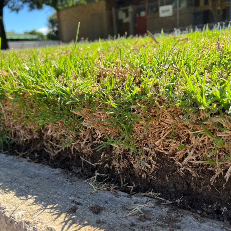 Your Turf Feels Spongy Underfoot