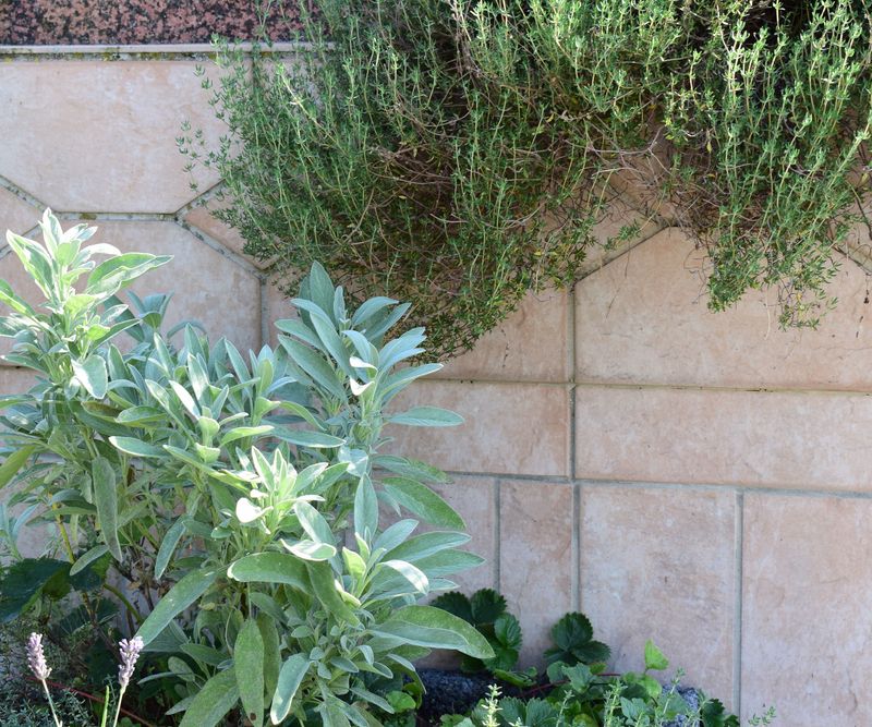 Your Windowsill Sage Still Reflects Its Mediterranean Origins
