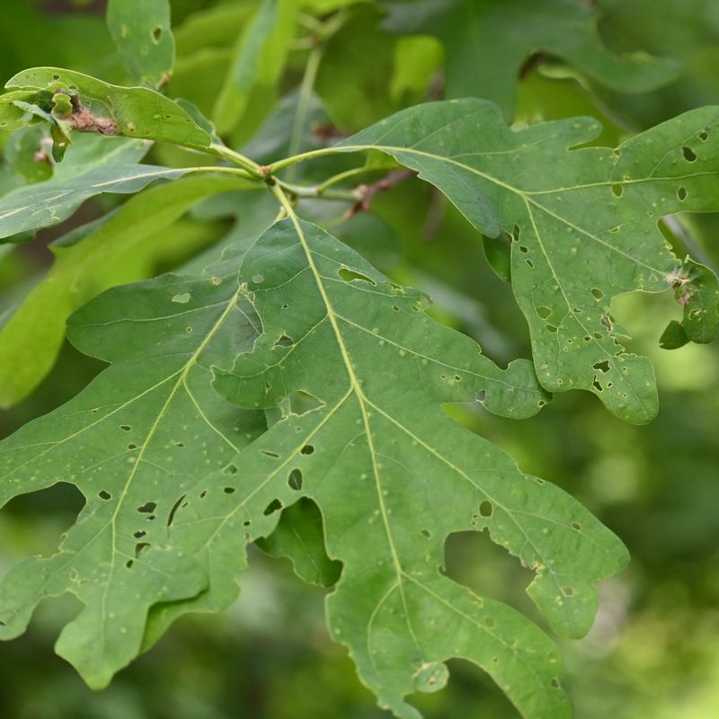 Chewed leaves do not automatically call for spraying