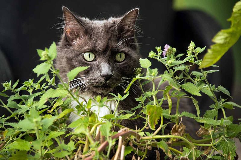 Keep catnip for the garden, not as your bite plan
