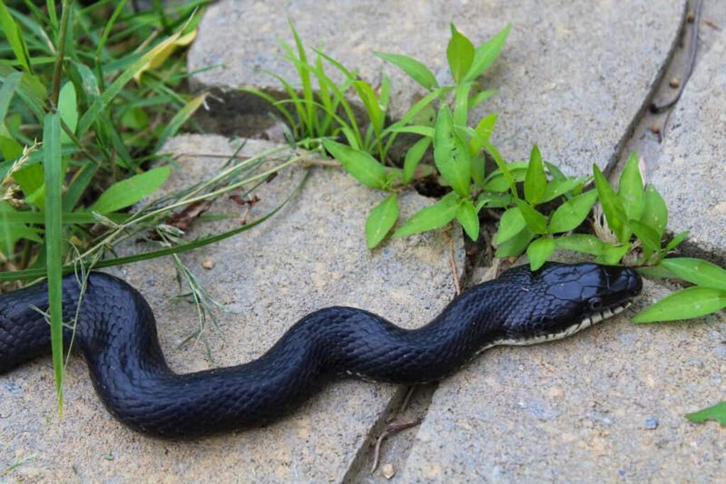 A dark snake is not an identification