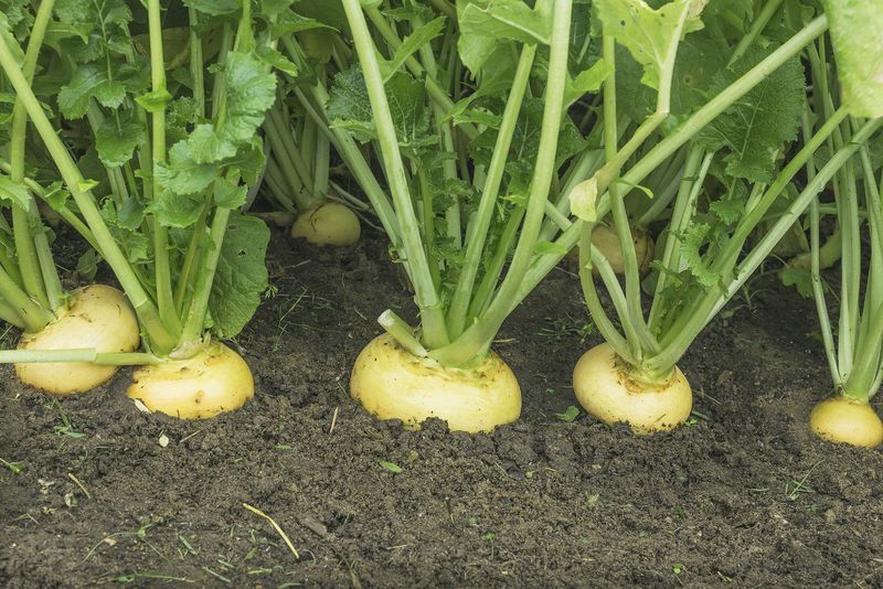 Crowded plants can limit root development