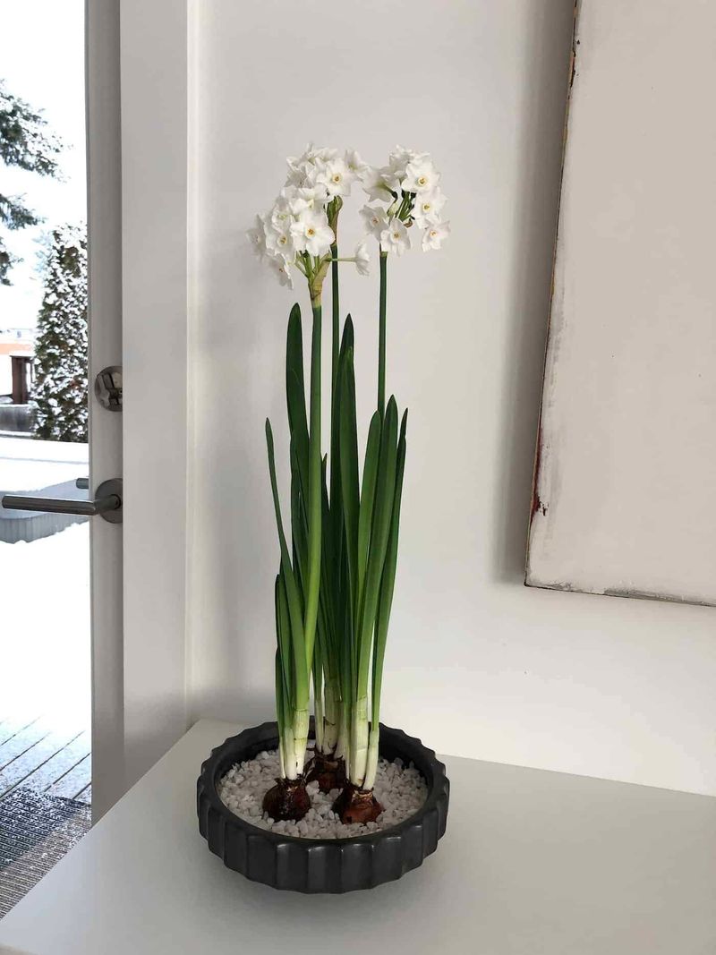 Paperwhites