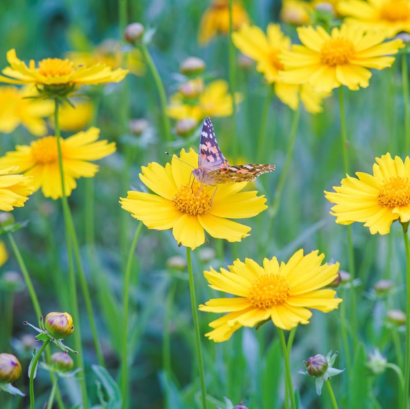 Coreopsis (Tickseed)