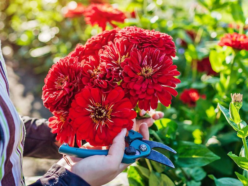Red Zinnia
