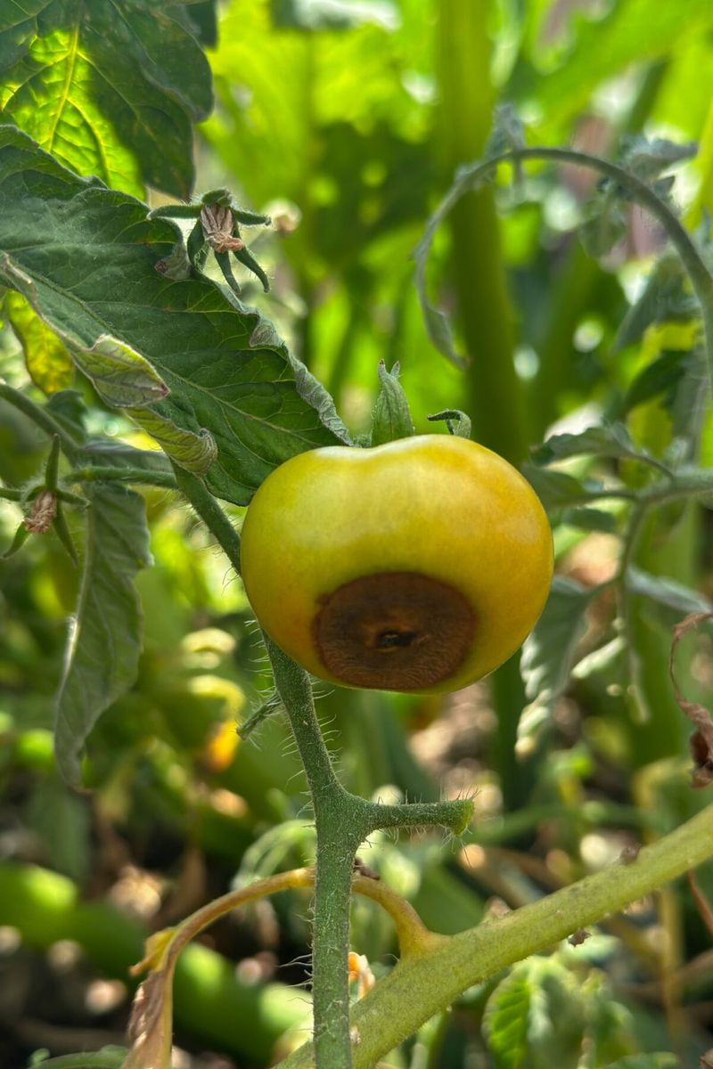 Protect the Next Harvest Without False Promises