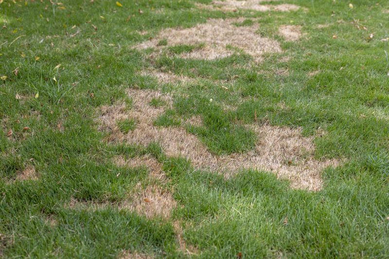 Disease can resemble drought, so inspect before treating a patch