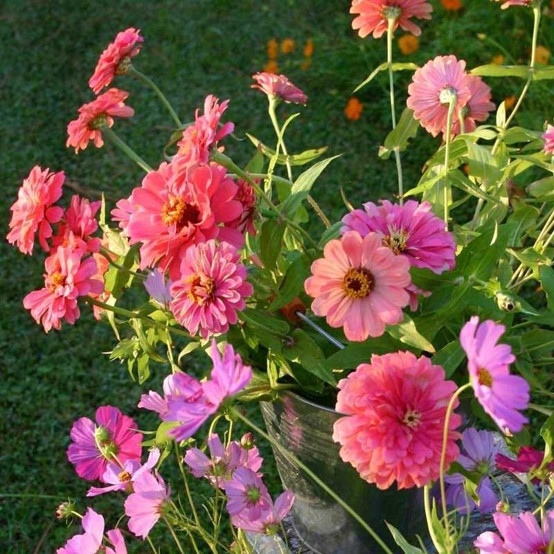 Give Zinnias and Cosmos the Conditions They Need