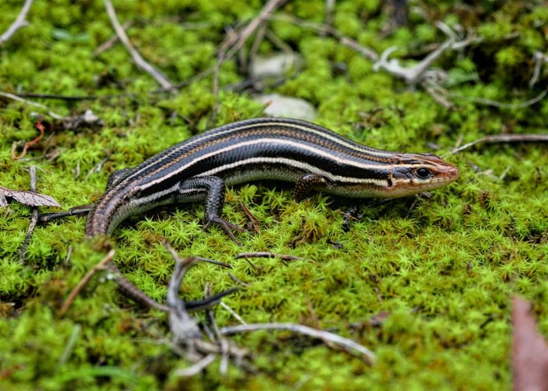 A Wild Skink Does Not Need Rescuing