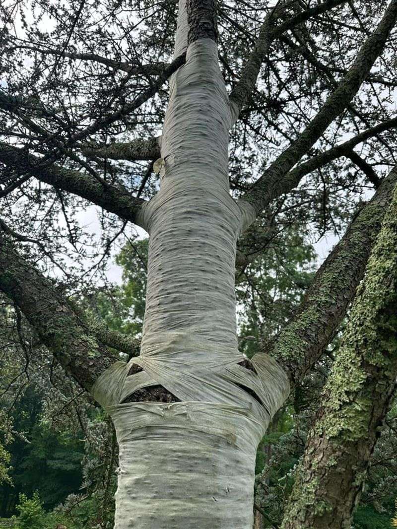 Protect a valued tree without sealing the holes