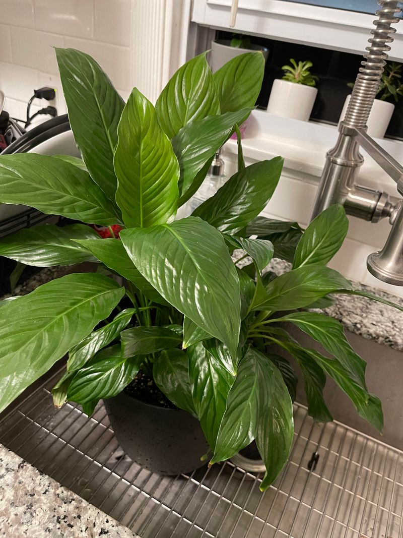Why might a peace lily skip flowers?
