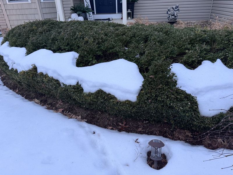 Keep salty snowmelt away from the shrub bed