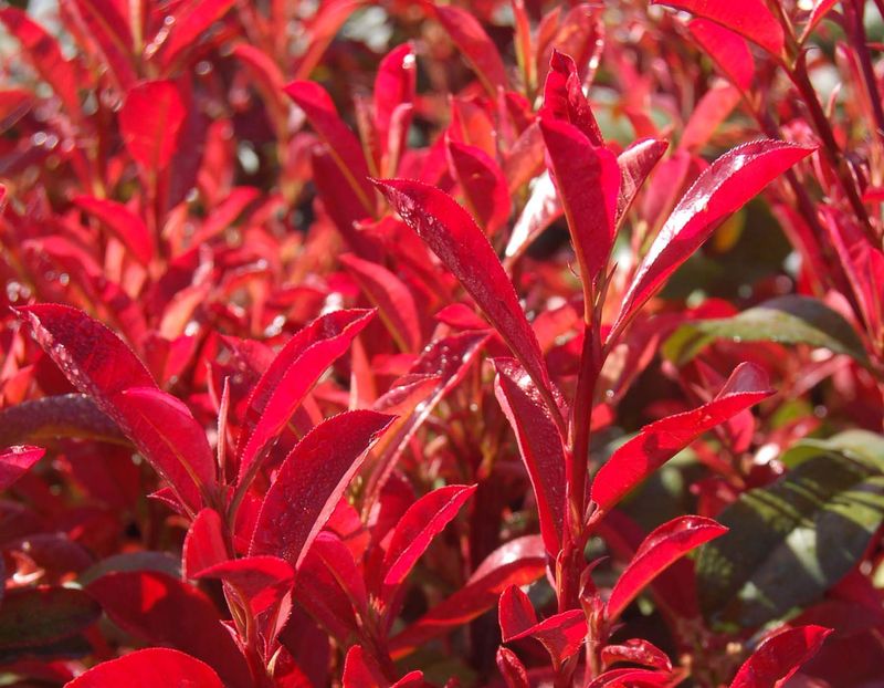 Red Dynamo Photinia