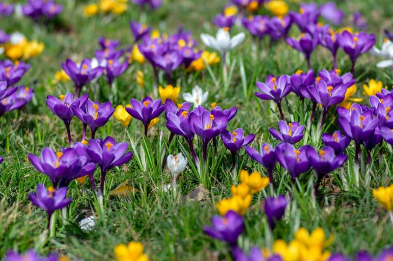 Crocuses
