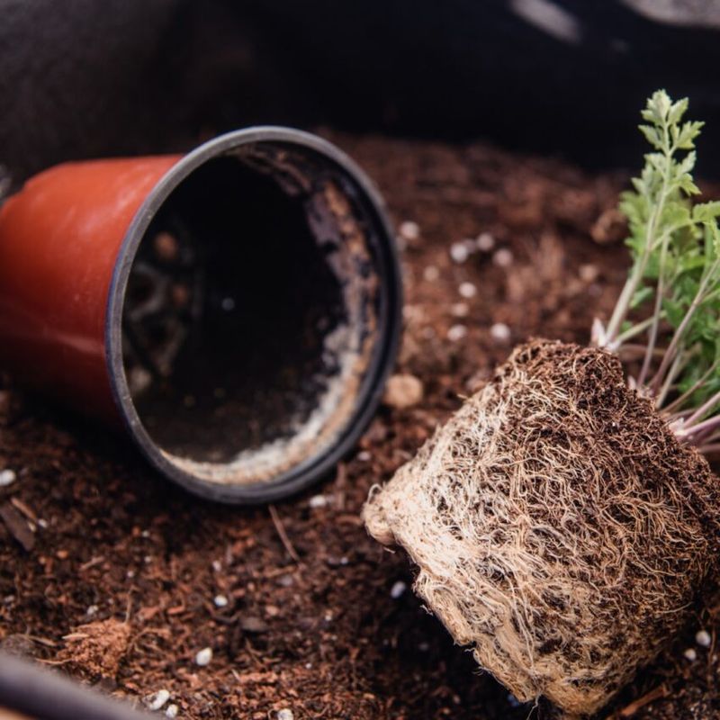 Root Damage and Cramped Roots