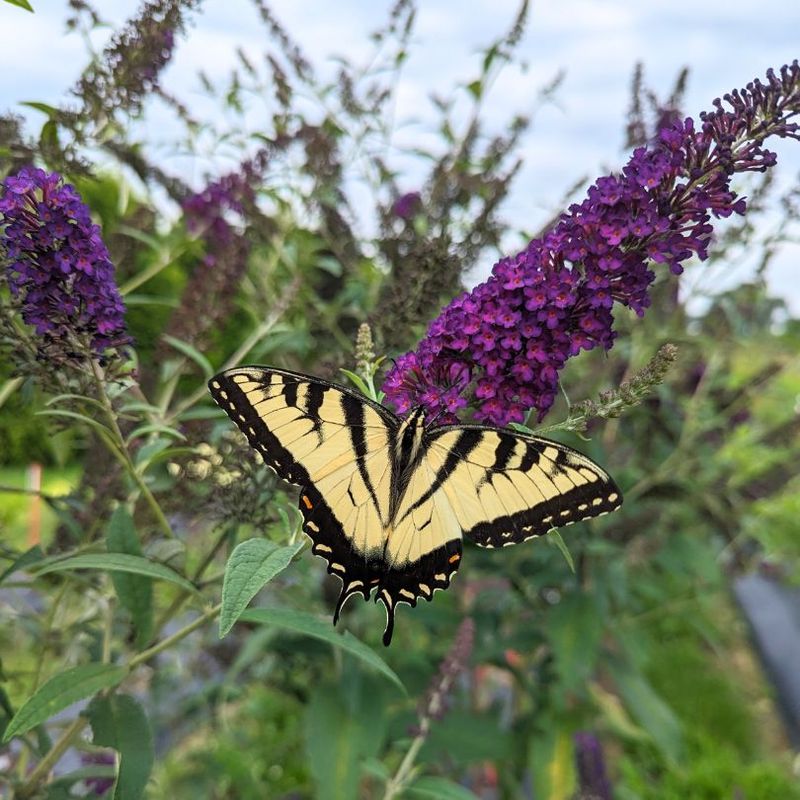 Butterfly Bush (Buddleia)