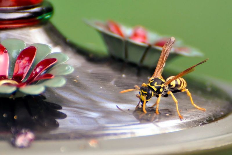 Wasps, Hornets, and Bees