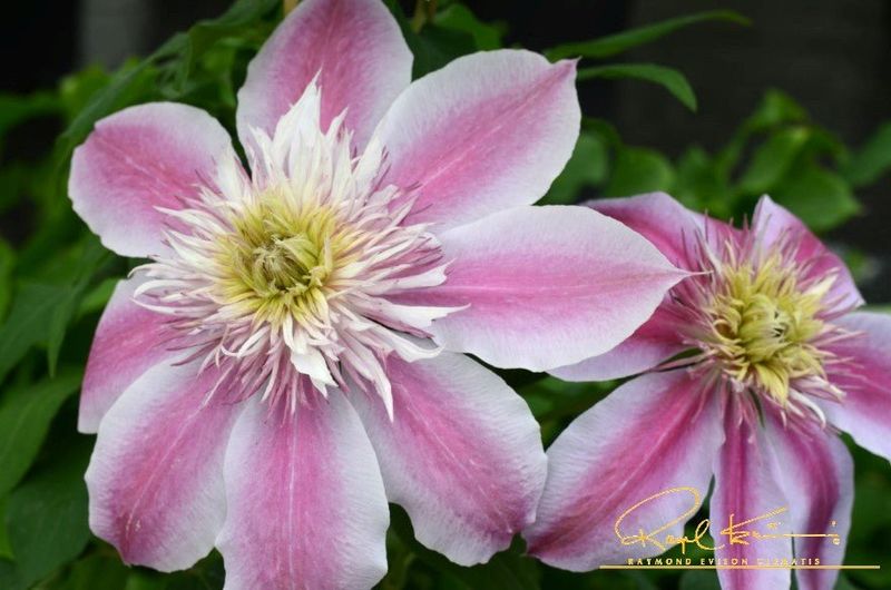 Choosing a Non-Vining or Inappropriate Clematis Variety