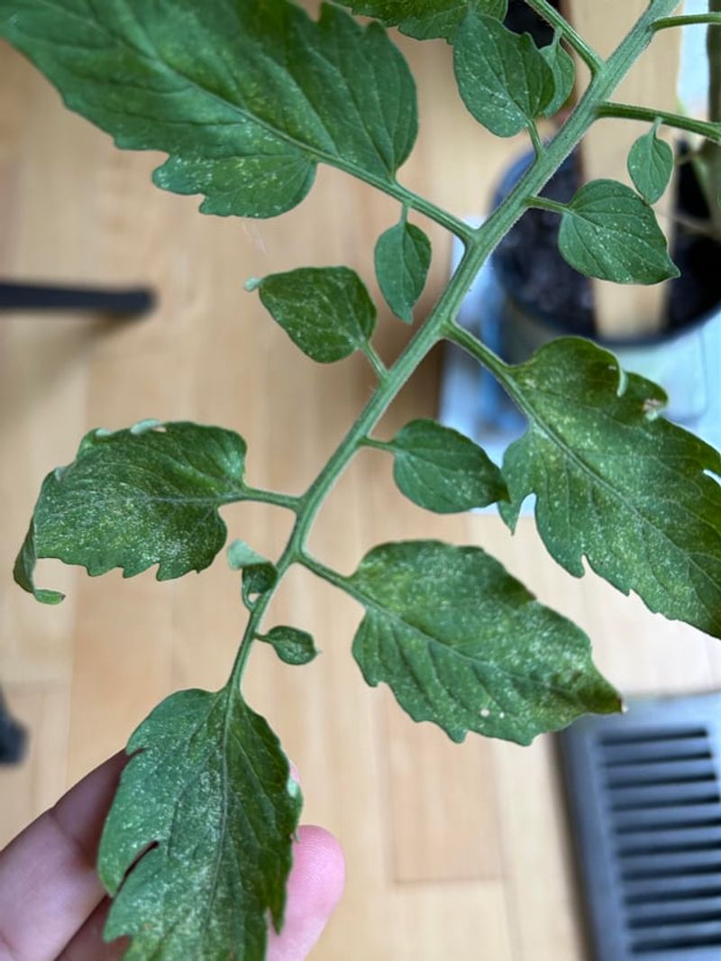 Start with a healthy shoot, not a plant with hidden problems
