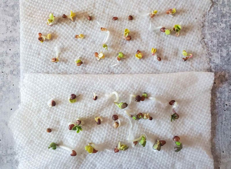 Label, store, and test the seed