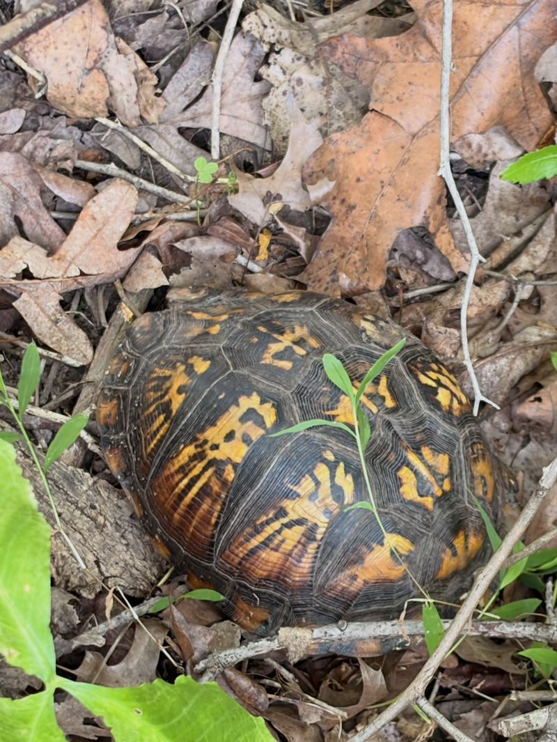 Stillness Does Not Prove That the Turtle Is Injured