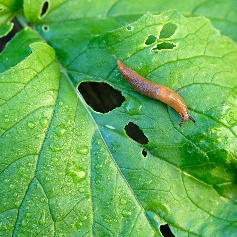 Ground Where Slugs And Earwigs Rule