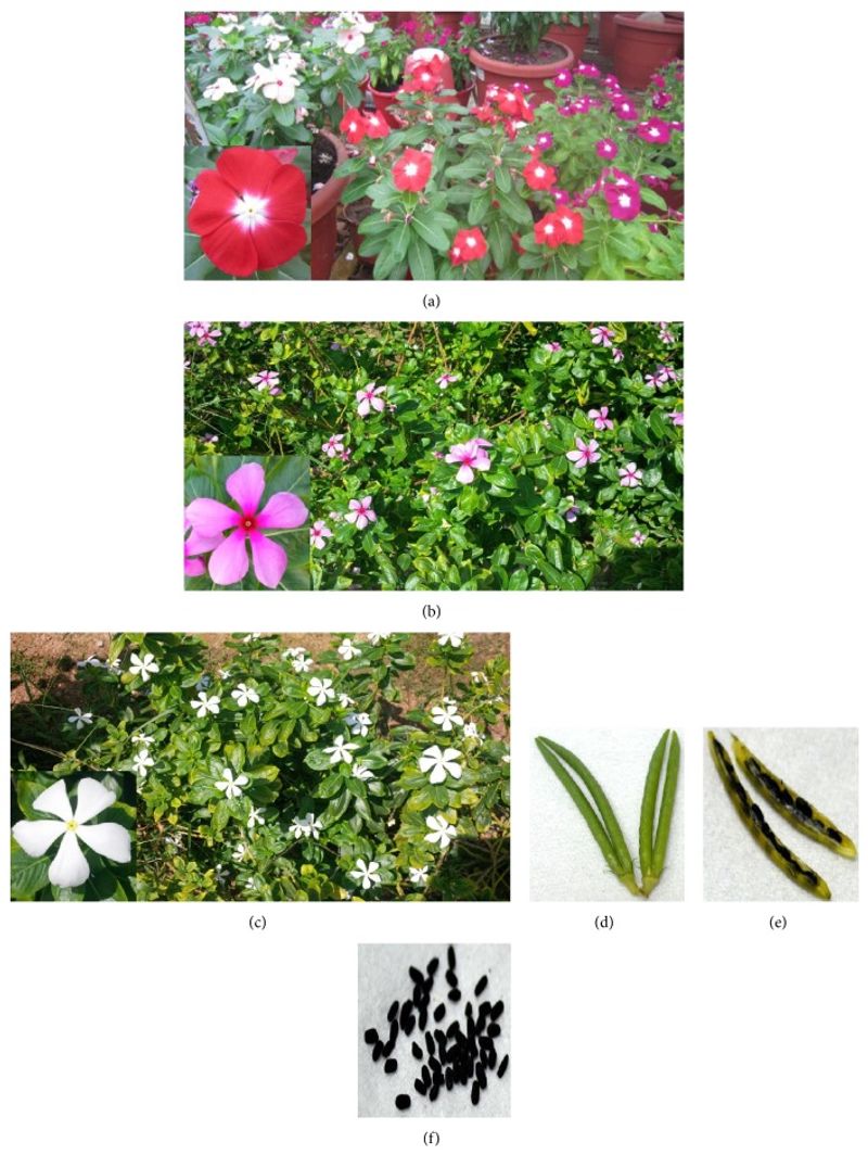 A lab finding is not a garden recipe