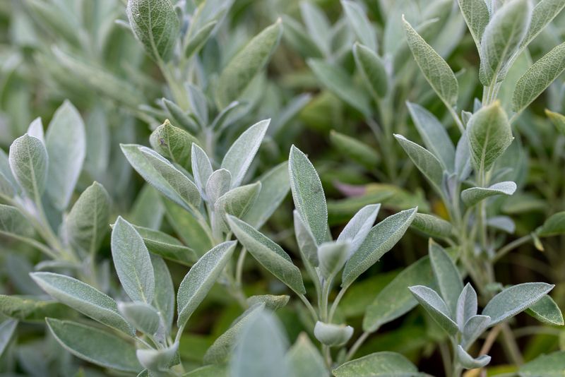Ancient Medicine Does Not Make Modern Sage Medicine