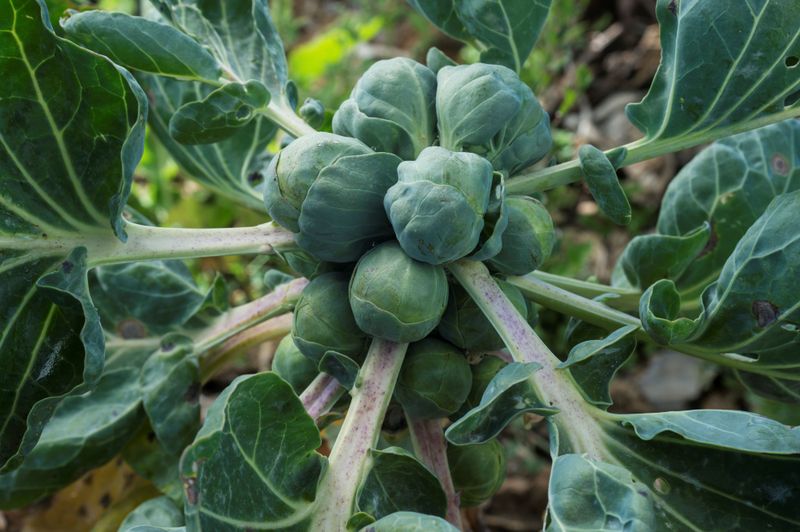 Wait until the lower sprouts show that the plant is ready