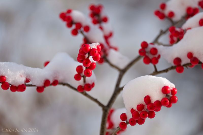 Winterberry (Ilex verticillata)