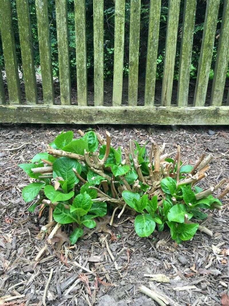 Winter injury can leave foliage intact