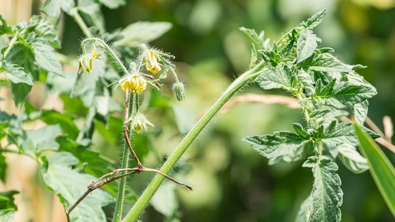 After pruning, watch the flowers and the growing conditions