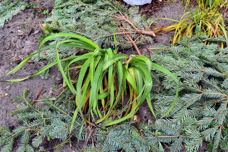 Apply Winter Mulch