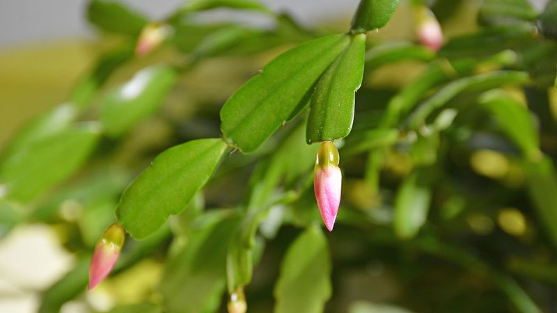 Diagnose a light bloom without blaming August alone