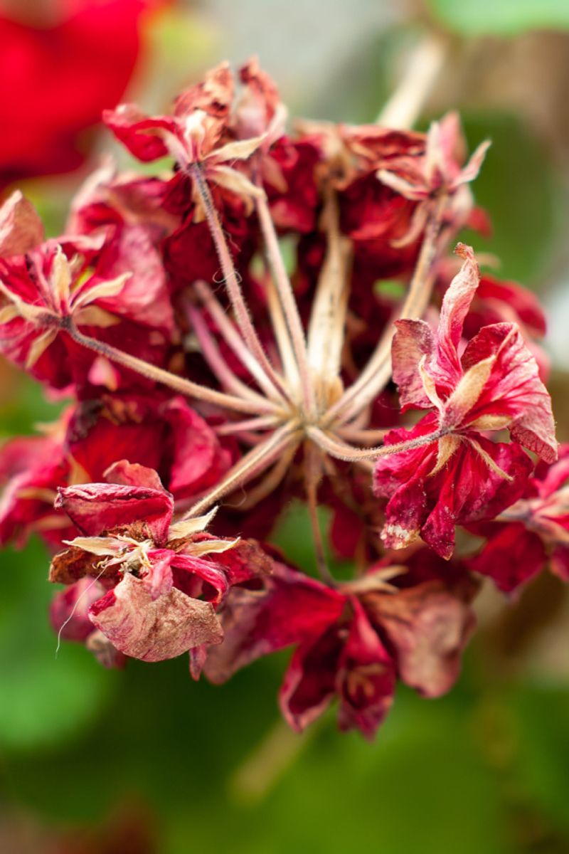 Brown Flower Heads