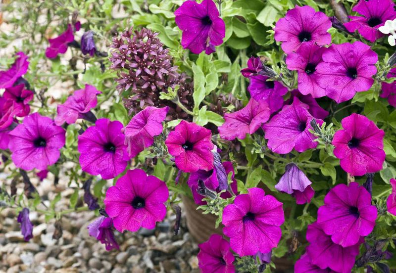 Petunias