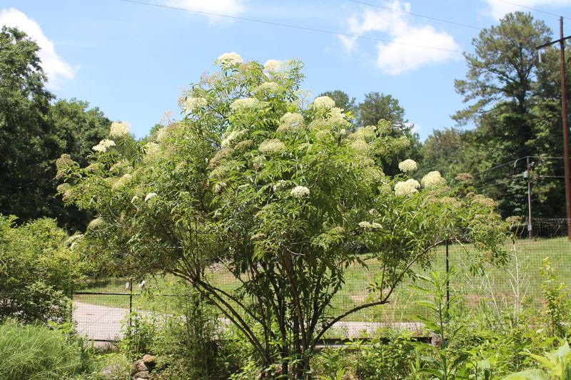 Match the shrub’s mature size to the site
