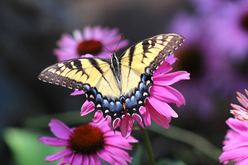 Coneflower (Echinacea)