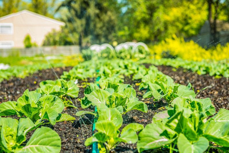 Give greens the brightest part of the yard