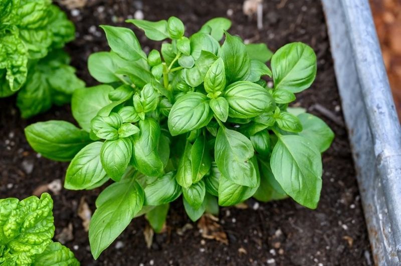 Basil