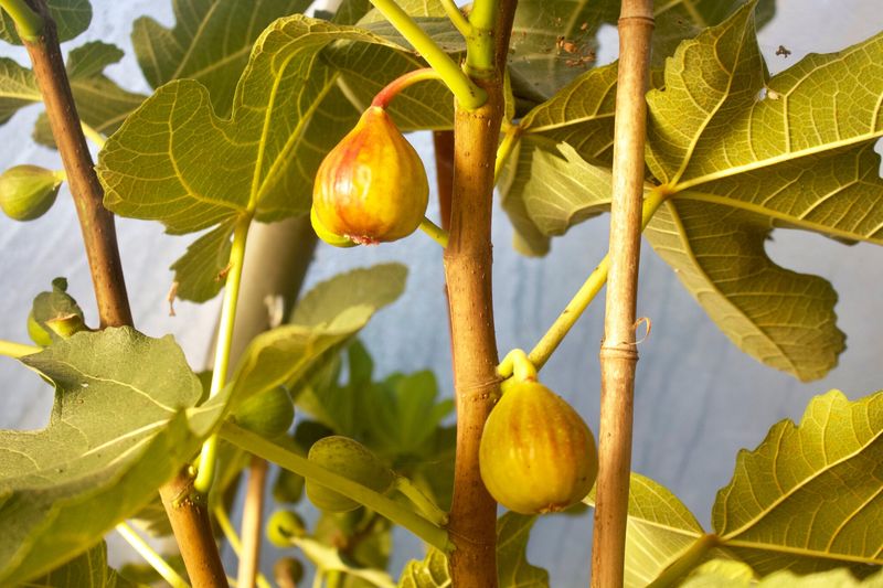 Fewer Figs or Poor Fruit Quality