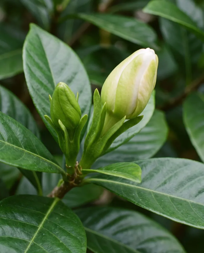 How Late Pruning Can Reduce Future Flowers