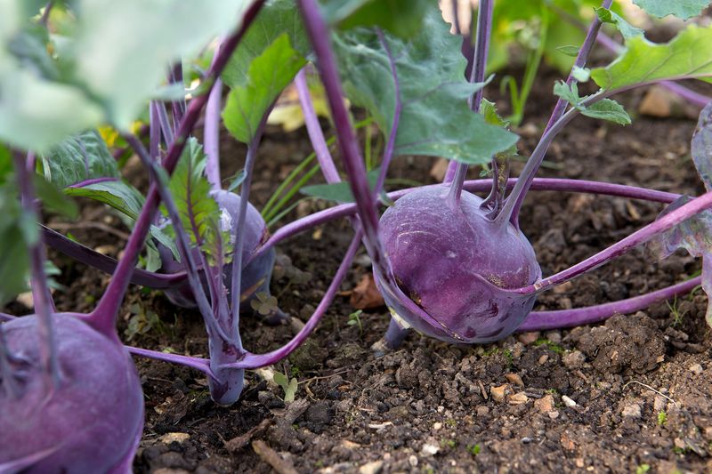 Kohlrabi